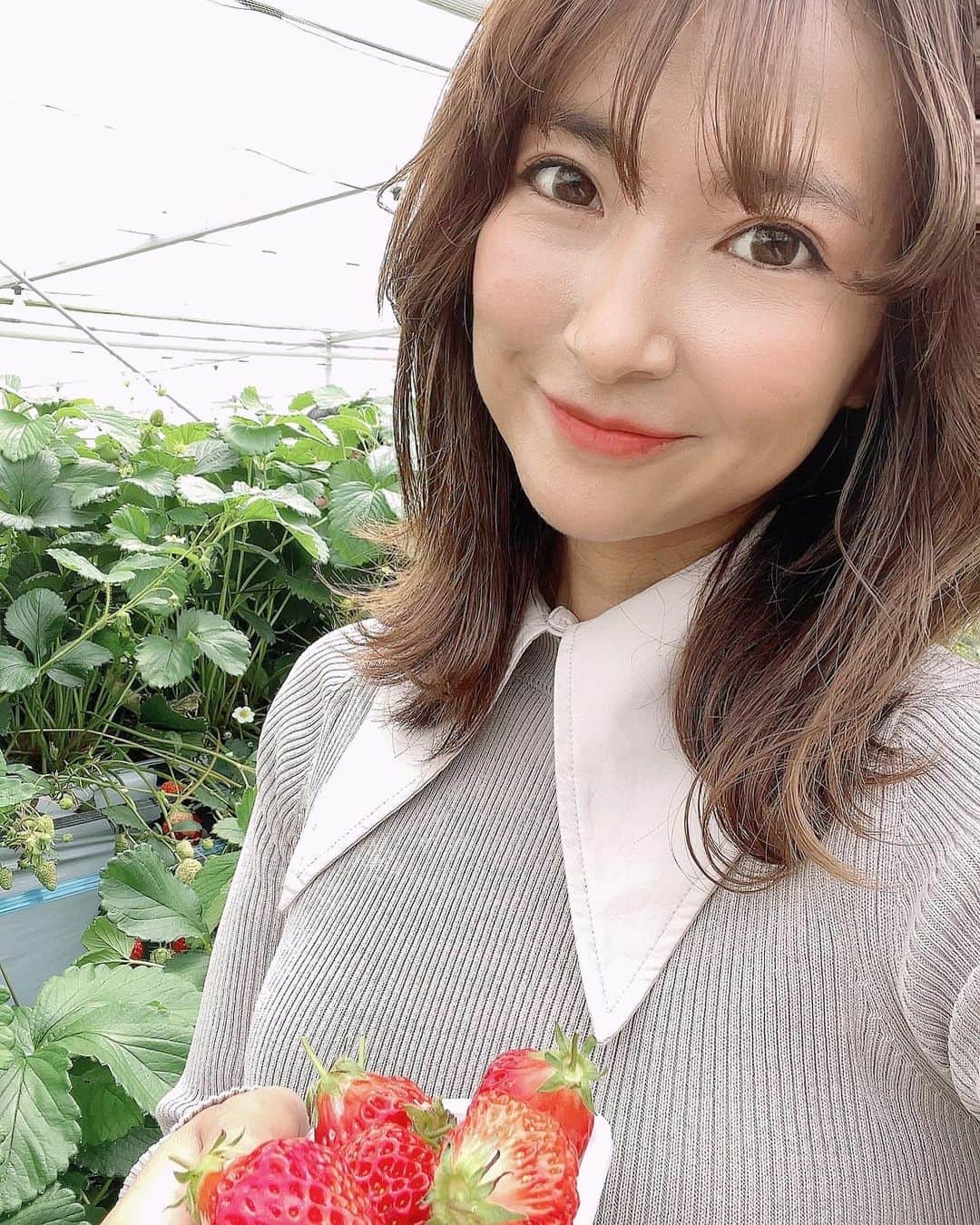 erikaのインスタグラム：「家族でいちご狩り🍓  4種類の🍓を食べました🥰 これでもかって量の🍓を食べました‼️あんなにお腹いっぱいになったのに塩っけが欲しくてラーメン食べれるのなんでだろーーー🤣  #何気ない日常#くせ毛ベビー#2歳6ヶ月女の子# 令和ベビー #女の子のママ#ママ友募集 #ベビライフ#ベビフル#ママリ#コドモノ#コドモダカラ#ベビライフ#赤ちゃん写真#育児記録#親バカ#スマイル育児#今日のあっすん#petitmain#apreslescours#いちご狩り#三田市#ライブコマース」