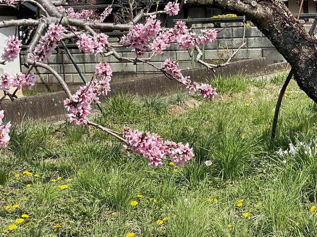 土屋太鳳さんのインスタグラム写真 - (土屋太鳳Instagram)「#木10 『 #やんごとなき一族 』 ロケ風景シリーズ🌸 . 空の向こうの春の花が 一刻も早く戻りますよう。」4月12日 14時59分 - taotsuchiya_official