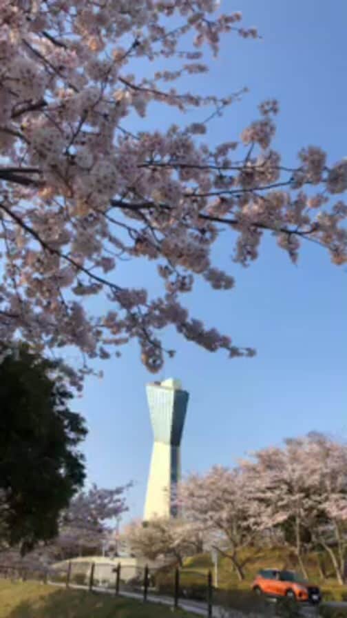 Rediscover Fukushimaのインスタグラム：「Misaki Park Cherry Blossoms!  For more information, visit our website:  https://fukushima.travel/destination/misaki-park-cherry-blossom/175」