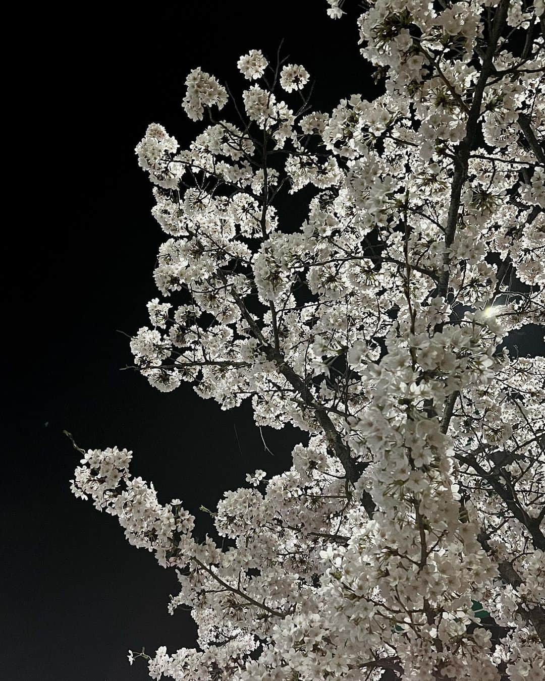 ジスさんのインスタグラム写真 - (ジスInstagram)「벚꽃잎이 흩날릴 때」4月12日 18時02分 - sooyaaa__