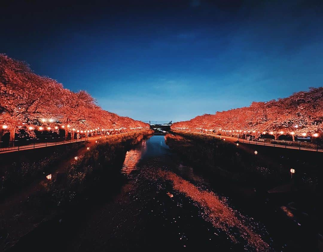 下山裕貴のインスタグラム：「Sakura takes me to the past, the future, and then back to where I stand present.   We’re at this time of the year again. 桜 04.02.22  #sakura #cherryblossom #japan #spring #spring2022」