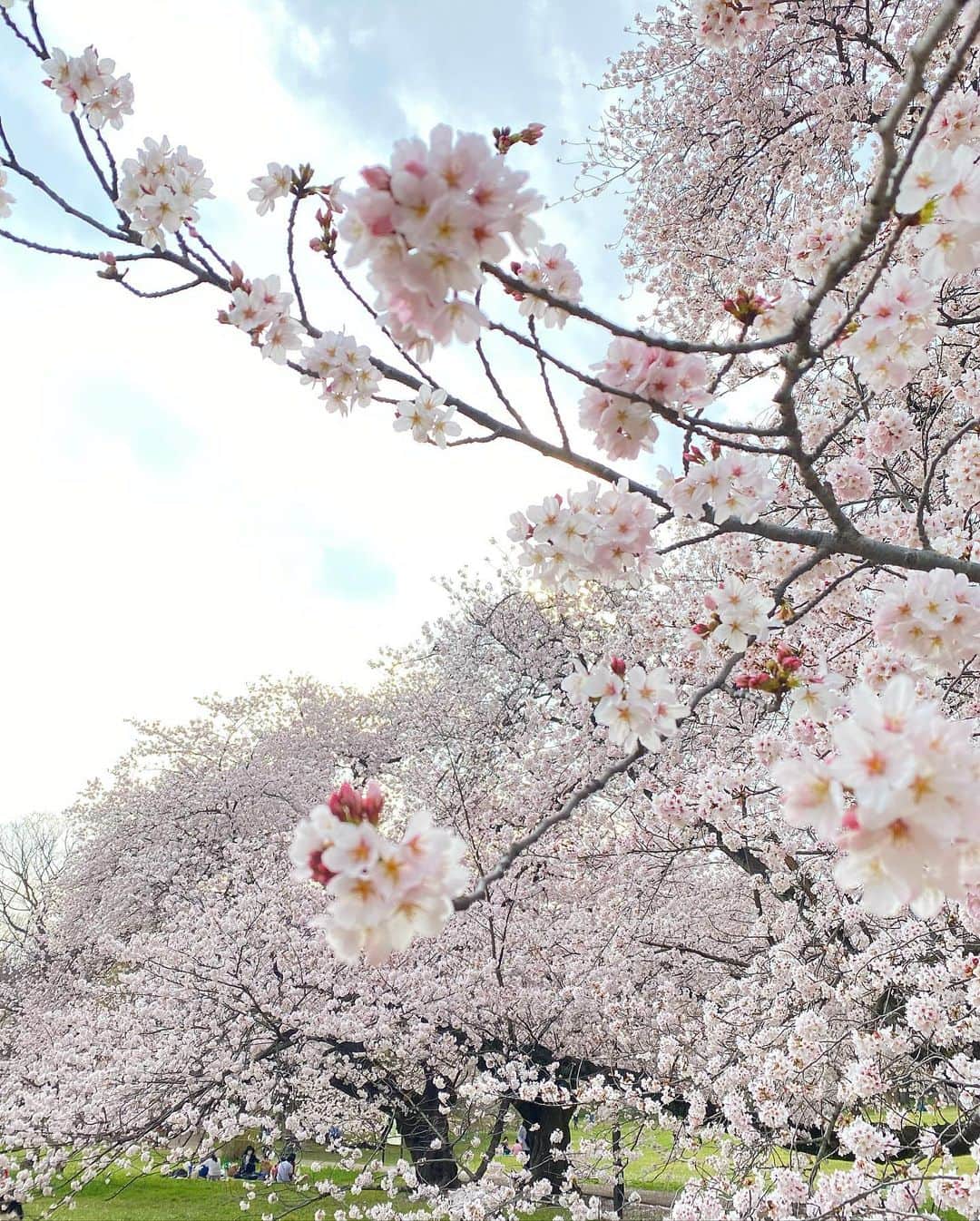 石川理咲子さんのインスタグラム写真 - (石川理咲子Instagram)「また来年🌸🌸🌸」4月13日 0時18分 - rsk_0315