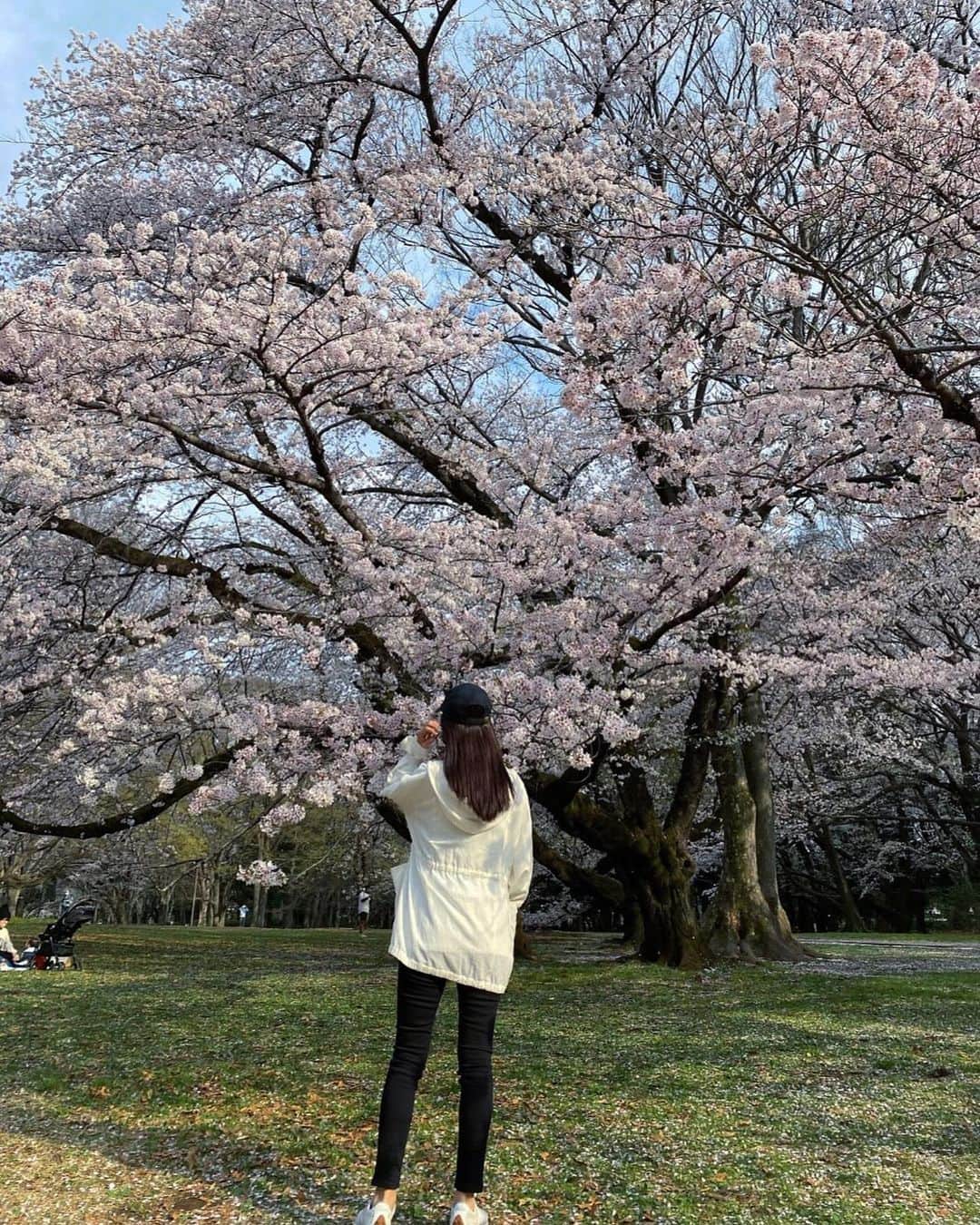 石川理咲子のインスタグラム：「また来年🌸🌸🌸」