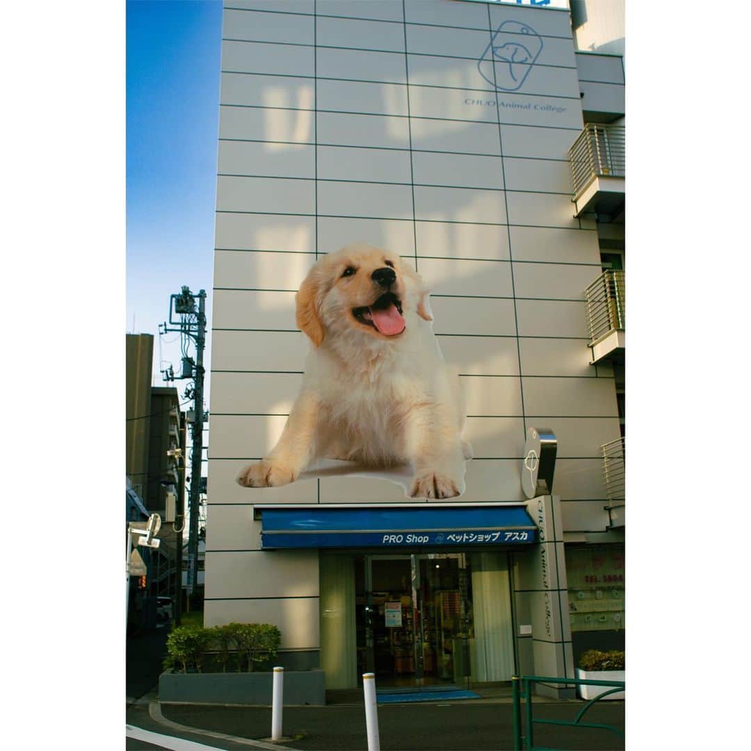 並木塔子のインスタグラム：「気になる古着屋さんを求めて田端をふらついてました！ なかなかフォトスポット！  #nicond70 #nicon #犬 #photo #田端駅 #d70 #ペットショップ #portrait」