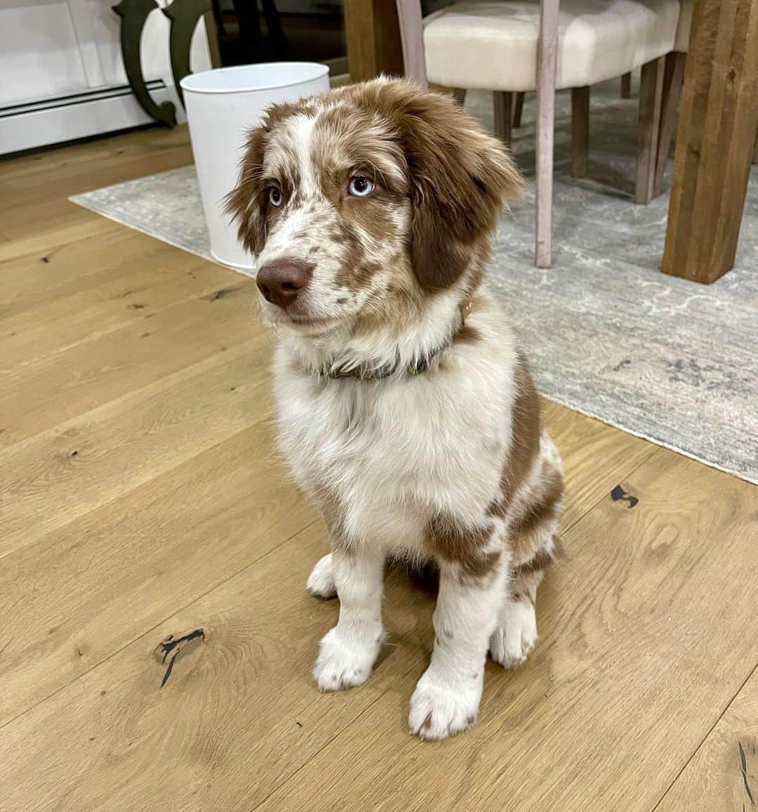 K. レグナルトのインスタグラム：「Welcome to the fam RIGGS!」