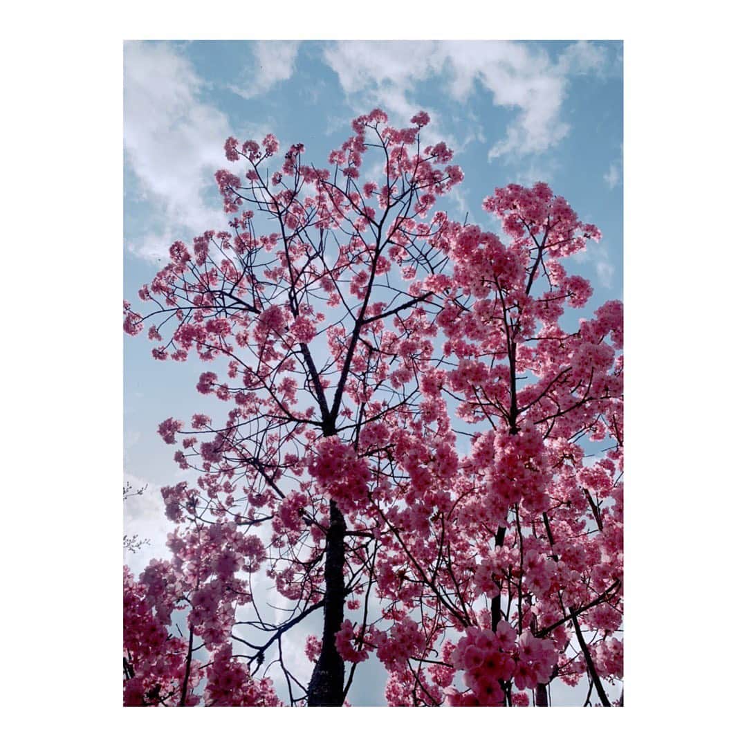 吉岡里帆さんのインスタグラム写真 - (吉岡里帆Instagram)「京都。  久しぶりに深呼吸…」4月13日 9時02分 - riho_yoshioka