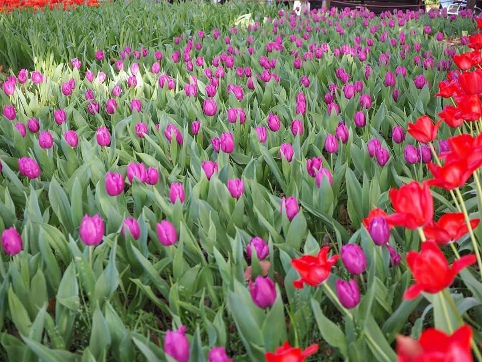 日高薫さんのインスタグラム写真 - (日高薫Instagram)「春爛漫🥰🌷🌷🌷  #チューリップ #チューリップ畑 #横浜公園 #tulips #春 #お花畑 #綺麗  #親戚から送られてきた #風景写真  #皆様にシェア #💓」4月13日 11時31分 - hidaka_kaoru_official