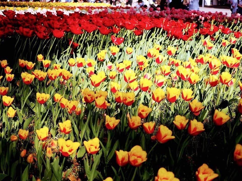 日高薫さんのインスタグラム写真 - (日高薫Instagram)「春爛漫🥰🌷🌷🌷  #チューリップ #チューリップ畑 #横浜公園 #tulips #春 #お花畑 #綺麗  #親戚から送られてきた #風景写真  #皆様にシェア #💓」4月13日 11時31分 - hidaka_kaoru_official