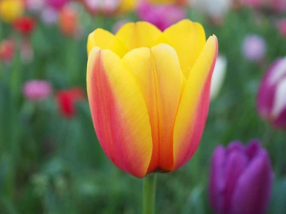日高薫のインスタグラム：「春爛漫🥰🌷🌷🌷  #チューリップ #チューリップ畑 #横浜公園 #tulips #春 #お花畑 #綺麗  #親戚から送られてきた #風景写真  #皆様にシェア #💓」