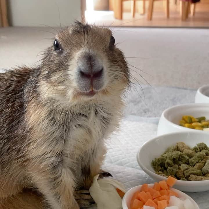 cocoのインスタグラム：「食欲が戻ったと思ったら、足腰が悪くなったこともありまた食べなくなりました… これ以上痩せさせたくないので 食べなかった日の次の日は病院で点滴と薬を注射してもらっています。 今日は牧草とキャベツ食べてくれてとりあえず良かった😊 #Sobaちゃん」