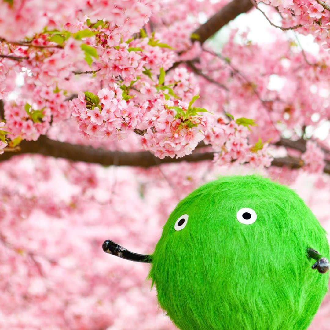 SUUMO公式アカウントのインスタグラム：「今年の桜、見ることできましたか？🌸  #桜 #さくら #桜満開 #満開 #お花見 #花見 #おはなみ #春 #4月 #April #Spring #cherryblossom #ぬいどり #ぬい撮り #ぬい撮り写真部 #スーモ #SUUMO #あっスーモ」