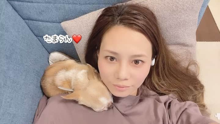 maika_kikitoyjijiのインスタグラム：「. Toy&Me . トイトイと こんな風に寝てるの😂❤️ . トイくんの香りと重みと 体温感じながら寝られるのは 最高なの☺️ . でも換毛期は 顔がモシャモシャするけどね😂💦 . 愛おしい時間です❤️ . . . #シニア犬 #スムースコートチワワ  #smoothcoatchihuahua  #スムチー #たまらない #オカンさんのだいじ  . #dogoftheday #dogofthedayjp #doglover #チワワ #犬好きな人と繋がりたい」