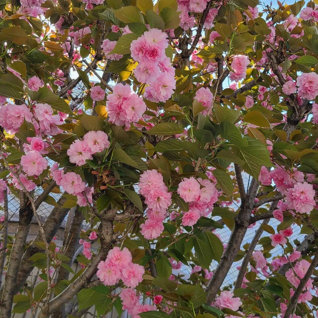 桐嶋りののインスタグラム：「. . この時期に咲く桜が好きっ🌸💓 . . ってか今日も夏みたいに暖かいね!! . 暖かい通り越して暑いか🤣笑 . .」