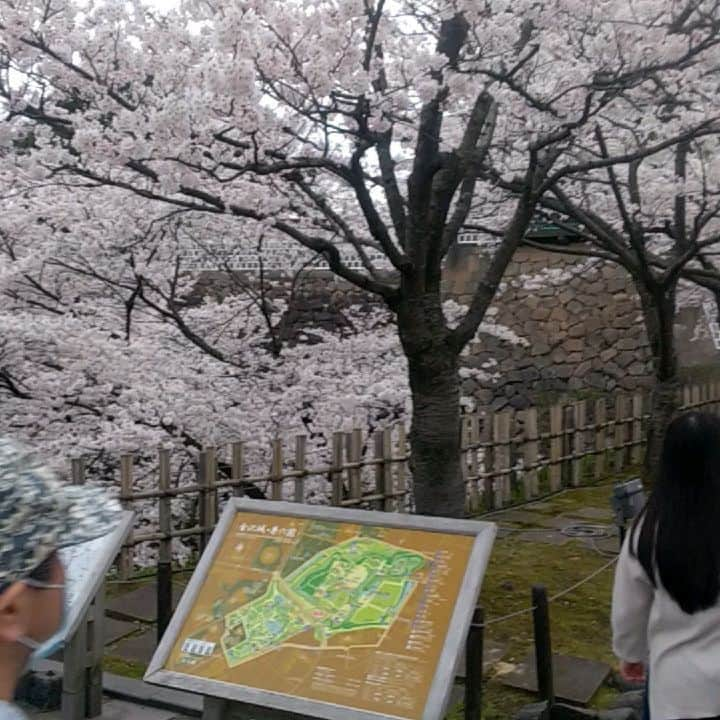 浅井優のインスタグラム：「4月7日に家族で #兼六園 に花見に行ったときの動画でもあげとこう。  満開ではなかったけど8分～9分咲きのほぼ満開。 やっぱ桜は散り初めが一番やね。 紅葉もやけど😃  そういえば、兼六園に着いて15分ぐらいで雨が降ってきてすぐに撤退したわ😵  今年の花見はアカンかったなぁ😂」