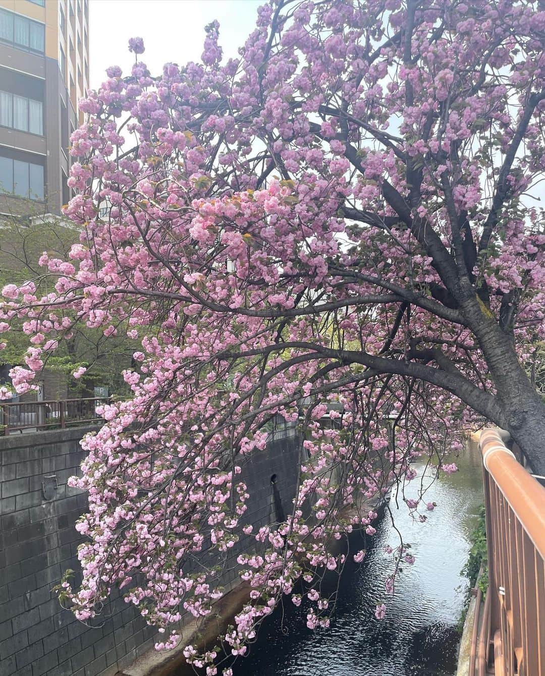 笛木優子のインスタグラム：「내 나와바리 산책  여름 날씨 🌞」