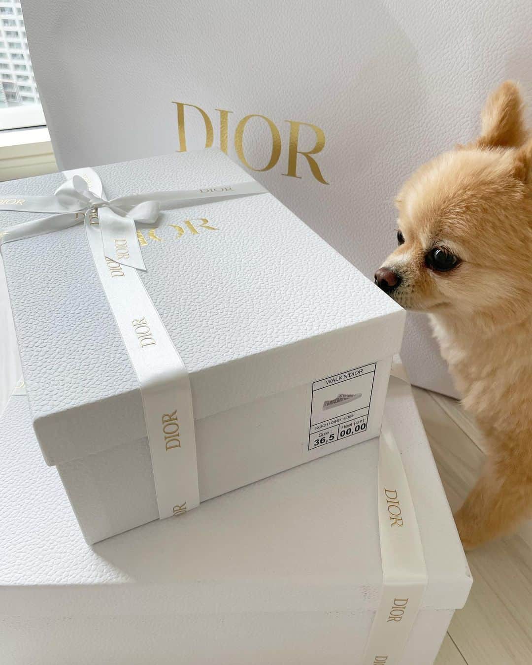 松山英礼奈さんのインスタグラム写真 - (松山英礼奈Instagram)「可愛い🤍 沢山履く👟💓  #whiteday  #dior #shoes  #👟」4月13日 18時45分 - hiiiiiiii0802