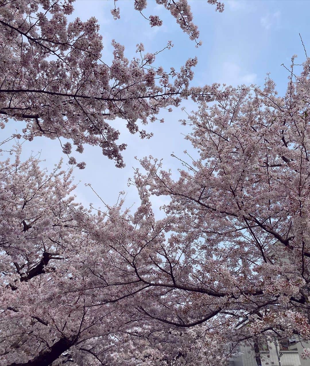 黒澤詩音のインスタグラム：「先日新潟へ向かう新幹線の車窓からみた 桜が今年の最後の花見となりました。  新年度となり、皆さんいかがお過ごしですか。 スポーツを担当してる身として、毎年新人選手や騎手のデビューに親心のようなものを感じ心温まる春です。  ＂世の中にたえて桜のなかりせば春の心はのどけからまし＂  ー散ればこそいとど桜はめでたけれ憂き世になにか久しかるべき  平安時代の歌人で在原業平が大好きなのですが、 中でも特に好きな歌の一つ、とその返歌。  桜の季節になると毎年これらを頭の中でなぞります。  伊勢物語の主人公とも言われている業平ですが、 この歌は古今和歌集に出てきます。  桜の季節はついつい仕事帰りに、遠回りして隅田川沿いを歩いてみたり。いつもと別の道から帰ってみたり。 無駄に歩いてしまう。笑  日常に+αの幸せが訪れる🌸  毎年お花見の時期を心待ちにしていて、 去年はミッドタウンから眺めましたが、 今年は時間が取れたのが東京は盛りを過ぎた頃。なので、ちょっと前のオフに少し足を伸ばして東京をでてお花見をしてきました。  美味しいパン屋さんでパンと、美味しいコーヒー屋さんでコーヒー…でなく、桜のラテ🌸を買って近くの公園で。 ベンチで食べるだけでとってもご機嫌！  そして七十二候では、虹初見（にじはじめてあらわる）。 春が深くなり、空気が潤うこの季節。 冬の澄んだ空も好きだけれど、この時期のお空も大好き。  また来年♪🌸 （目黒川行き忘れた。。）  #お花見 #桜 #在原業平 #🌸」