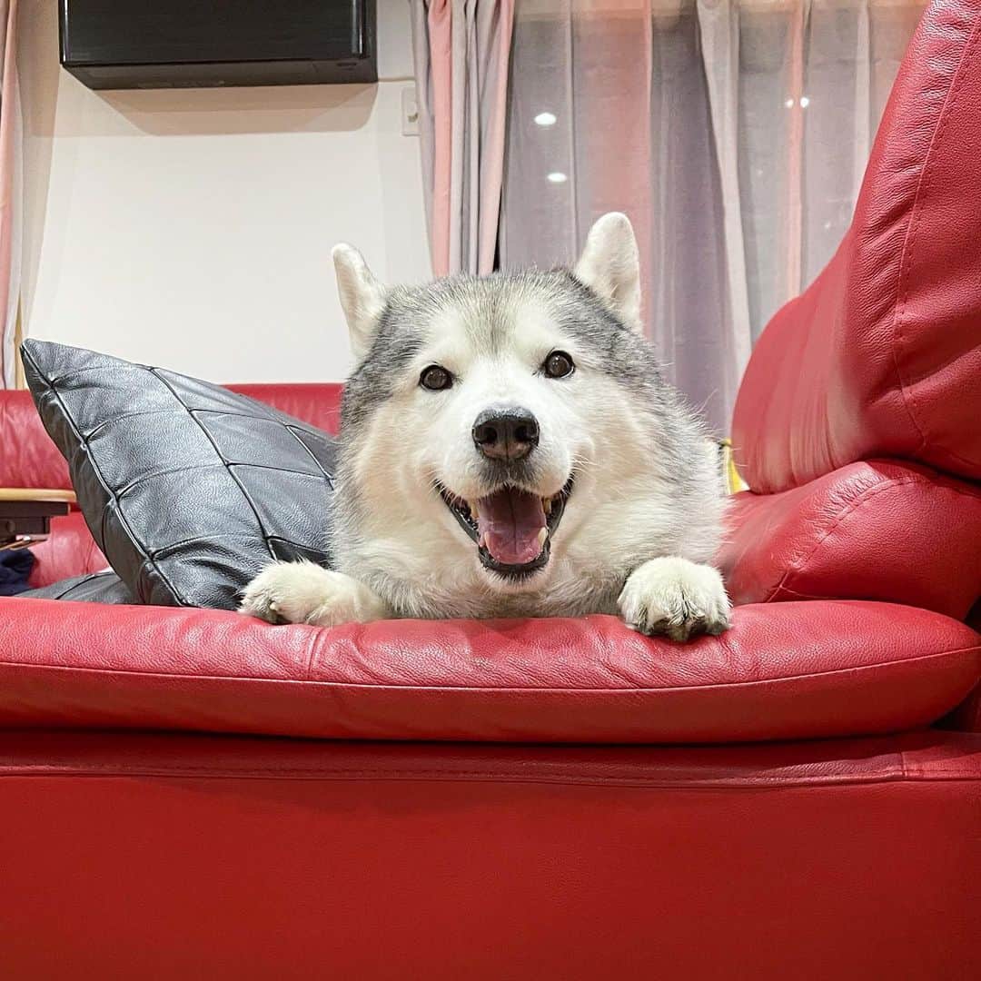 プピプピ文太のインスタグラム：「ひょっこり #siberianhusky #husky #dog #シベリアンハスキー　#犬」