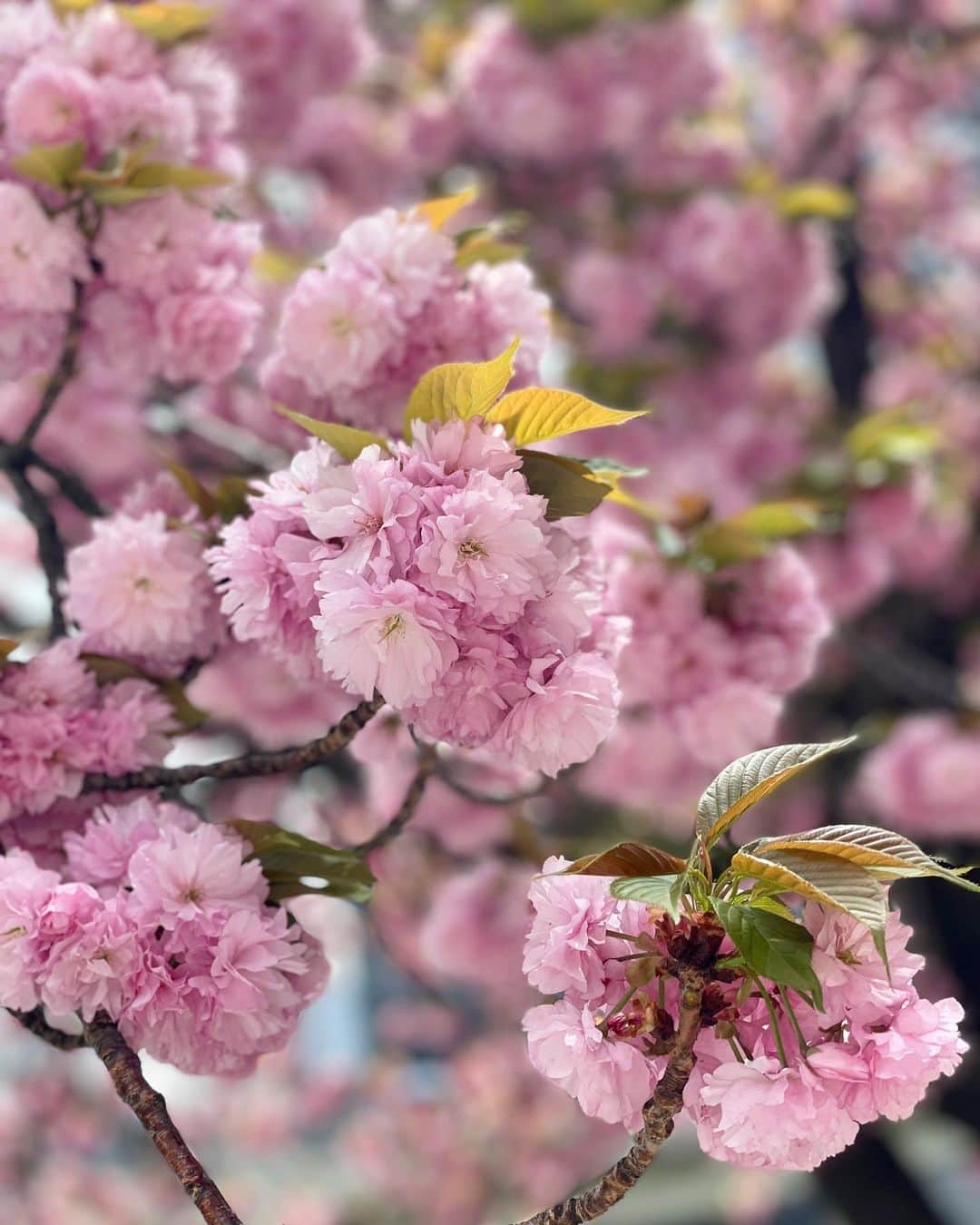 吉田美紀さんのインスタグラム写真 - (吉田美紀Instagram)「・ ・ 八重桜2022🌸 満開の八重桜があまりに美しかったので 自己満で沢山撮った写真を載せちゃおう♡ ・ お花が大好きでカメラロールに沢山！  この通りは大好きなピンクが一面に…💕 この下を最高の気候の中歩けてパワーチャージです！  明日はお天気が下り坂との予報。 満開のうちに目に焼き付けられてよかった🌸🌸 ・ ソメイヨシノで桜YouTubeを撮る予定が 雨で延期延期となり終わってしまったけれど 八重桜で撮るのもありだったかな？  #sakura #cherryblossom #さくら #桜 #八重桜  YouTube更新できていないけれどやめてません🙇‍♀️笑」4月13日 20時24分 - miki__yoshida