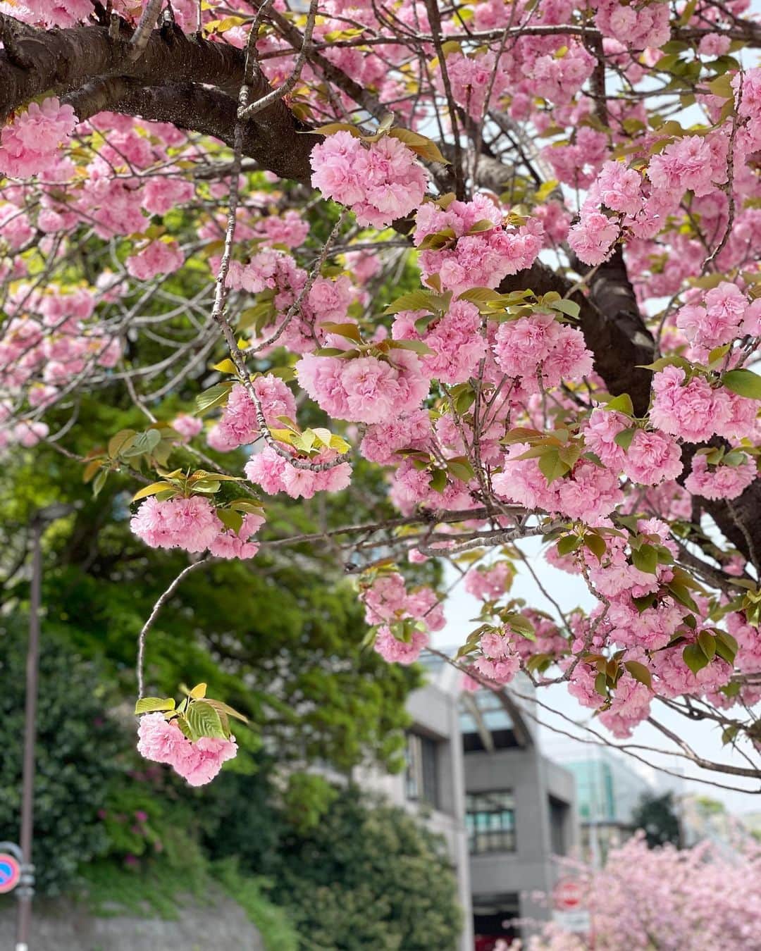 吉田美紀さんのインスタグラム写真 - (吉田美紀Instagram)「・ ・ 八重桜2022🌸 満開の八重桜があまりに美しかったので 自己満で沢山撮った写真を載せちゃおう♡ ・ お花が大好きでカメラロールに沢山！  この通りは大好きなピンクが一面に…💕 この下を最高の気候の中歩けてパワーチャージです！  明日はお天気が下り坂との予報。 満開のうちに目に焼き付けられてよかった🌸🌸 ・ ソメイヨシノで桜YouTubeを撮る予定が 雨で延期延期となり終わってしまったけれど 八重桜で撮るのもありだったかな？  #sakura #cherryblossom #さくら #桜 #八重桜  YouTube更新できていないけれどやめてません🙇‍♀️笑」4月13日 20時24分 - miki__yoshida