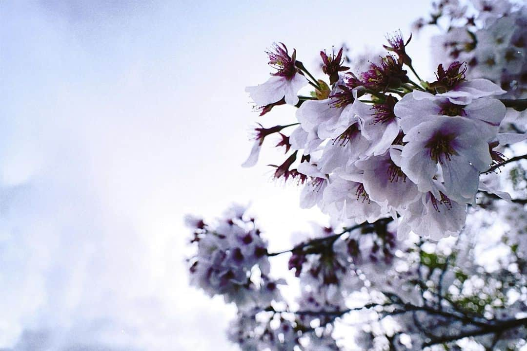 桜庭大翔さんのインスタグラム写真 - (桜庭大翔Instagram)「. 気付いたら桜もうほぼ散ってて . 運良くまだ咲いてるのに遭遇した 春って感じ . もう暑いけど. . . . #桜」4月13日 21時06分 - rava_hart