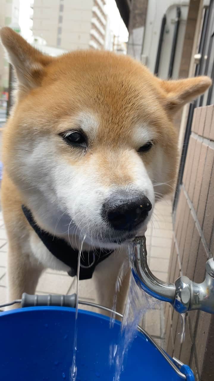 まる（まるたろう）のインスタグラム：「Good morning!!✨🐶🚰✨今日はなんだか涼しいね〜 #まるは全然平気だけどね #みんなは気をつけてね #油断大敵火がボーボーって言うしね #ほないってらっしゃい」