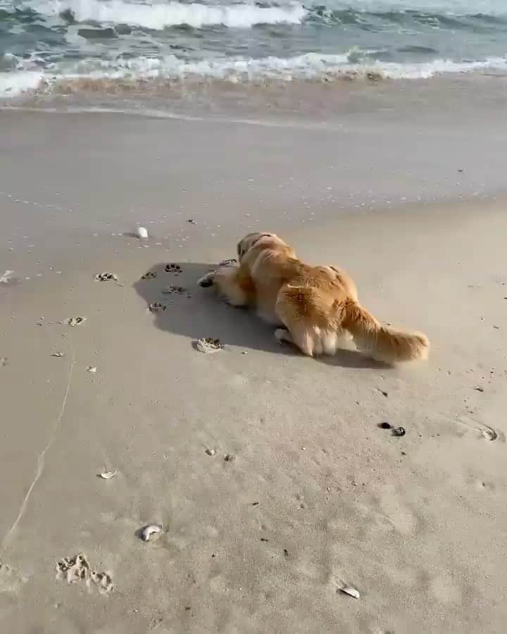 animalsのインスタグラム：「Never give up on your dreams (or ballie in this case) 😅🎾🐾 Video by @hudsonbegood」