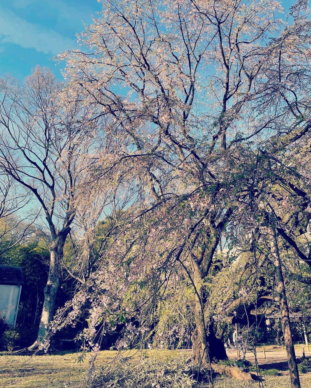中島静佳さんのインスタグラム写真 - (中島静佳Instagram)「春休みの思い出。 一度行ってみたいと思いつつ、なかなか訪れる機会のなかった場所へ。 枝垂れ桜を見たいという息子と六義園をお散歩しました。残念ながら有名な枝垂れ桜の満開の季節は既に終わり、葉桜になりつつありましたが、とっても気持ちの良い素敵な場所で息子とまた来たいねと話していました。」4月14日 8時05分 - shizuka617nakajima