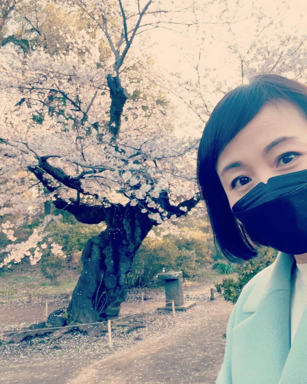 中島静佳さんのインスタグラム写真 - (中島静佳Instagram)「春休みの思い出。 一度行ってみたいと思いつつ、なかなか訪れる機会のなかった場所へ。 枝垂れ桜を見たいという息子と六義園をお散歩しました。残念ながら有名な枝垂れ桜の満開の季節は既に終わり、葉桜になりつつありましたが、とっても気持ちの良い素敵な場所で息子とまた来たいねと話していました。」4月14日 8時05分 - shizuka617nakajima