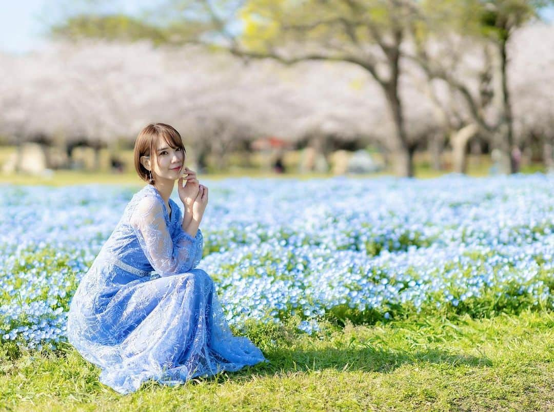 安藤まいさんのインスタグラム写真 - (安藤まいInstagram)「おはようございます☀ この日(2022.04.02) は桜の見頃に合わせたのでネモフィラはこれで3分咲き？見頃初期くらいだったんやけど、海中のストーリー見たら今がネモフィラの満開見頃らしいのでまた行きたい😭💙  #ネモフィラ#桜#桜とネモフィラ#ネモフィラ祭り#ネモフィラ畑 #さくらまつり#海の中道海浜公園 #うみのなかみち海浜公園 #うみなか #福岡#福岡おすすめスポット #福岡おでかけ #福岡モデル#福岡ポトレ#ポートレート女子#ポートレート#カメラ女子#撮影会#桜ポトレ#ドレス#春」4月14日 11時17分 - mai_ando0407