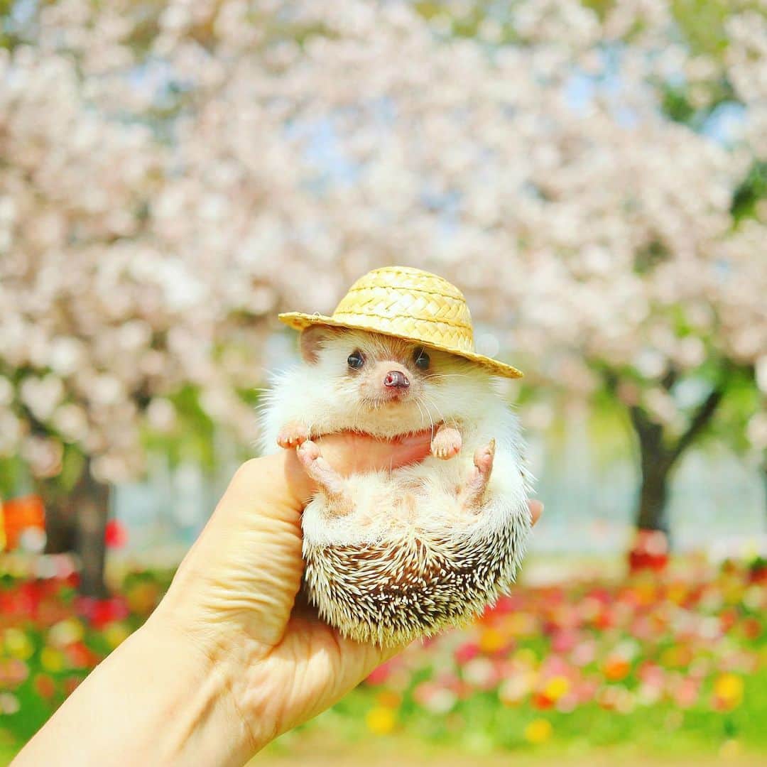 あずきさんのインスタグラム写真 - (あずきInstagram)「Uiro and cherry blossoms🌸  昨日行った浮間公園は桜とチューリップが同時に楽しめました🌸🌷うい郎は丸くなれないから、いつも足がピョーン✨ . . #さくら #チューリップ #お花見 #浮間公園  #cherryblossom #tulips #麦わら帽子  #はりねずみ #ハリネズミ #hedgehog #pygmyhedgehog #lovelypet #cuteanimals #はりねずみのうい郎 #hedgie #Hérisson #igel#riccio #Erizo #고슴도치 #刺猬 #hedgehogazuki  #hedgehogsofinstagram #animaladdicts #cuddles #meowed #petscorner  #cutepetclub #cozy」4月14日 12時37分 - hedgehog_azuki