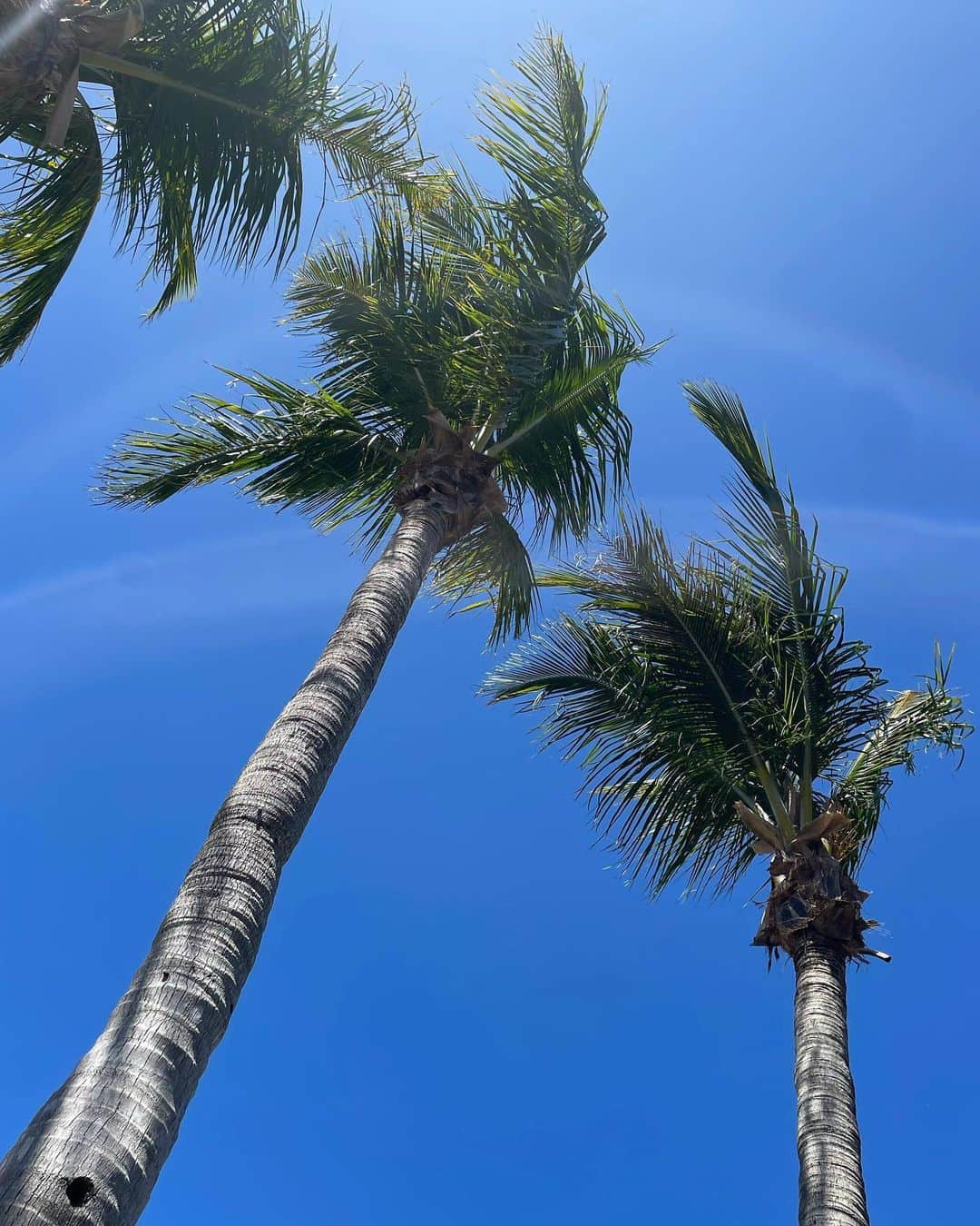 木下ココさんのインスタグラム写真 - (木下ココInstagram)「🌴🔹🌴🔹🌴 ・ こうして比べちゃうと 東京の空はグレーだな~。 ・ ・ ・ #気持ちいい  #空見ちゃう #やしの木  #palmtrees  #okinawa」4月14日 19時24分 - cocot_chan