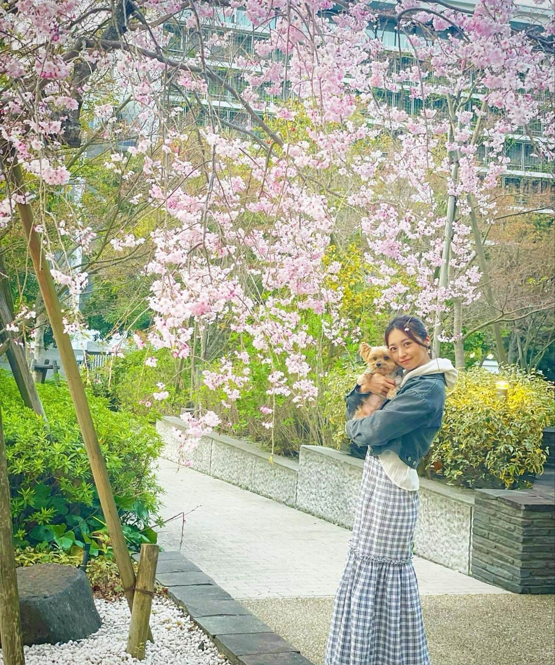 のインスタグラム：「雨が降ったりする度どんどん暖かくなって行って初夏を感じるまであっという間になりそう😌 ので、 🌸が続きますがお付き合い下さい☺️笑  ティコちゃんとお出かけしたよ🐶 スカートはfuwariのです😋  またゆっくりご紹介します😆　  @fuwari_flow」