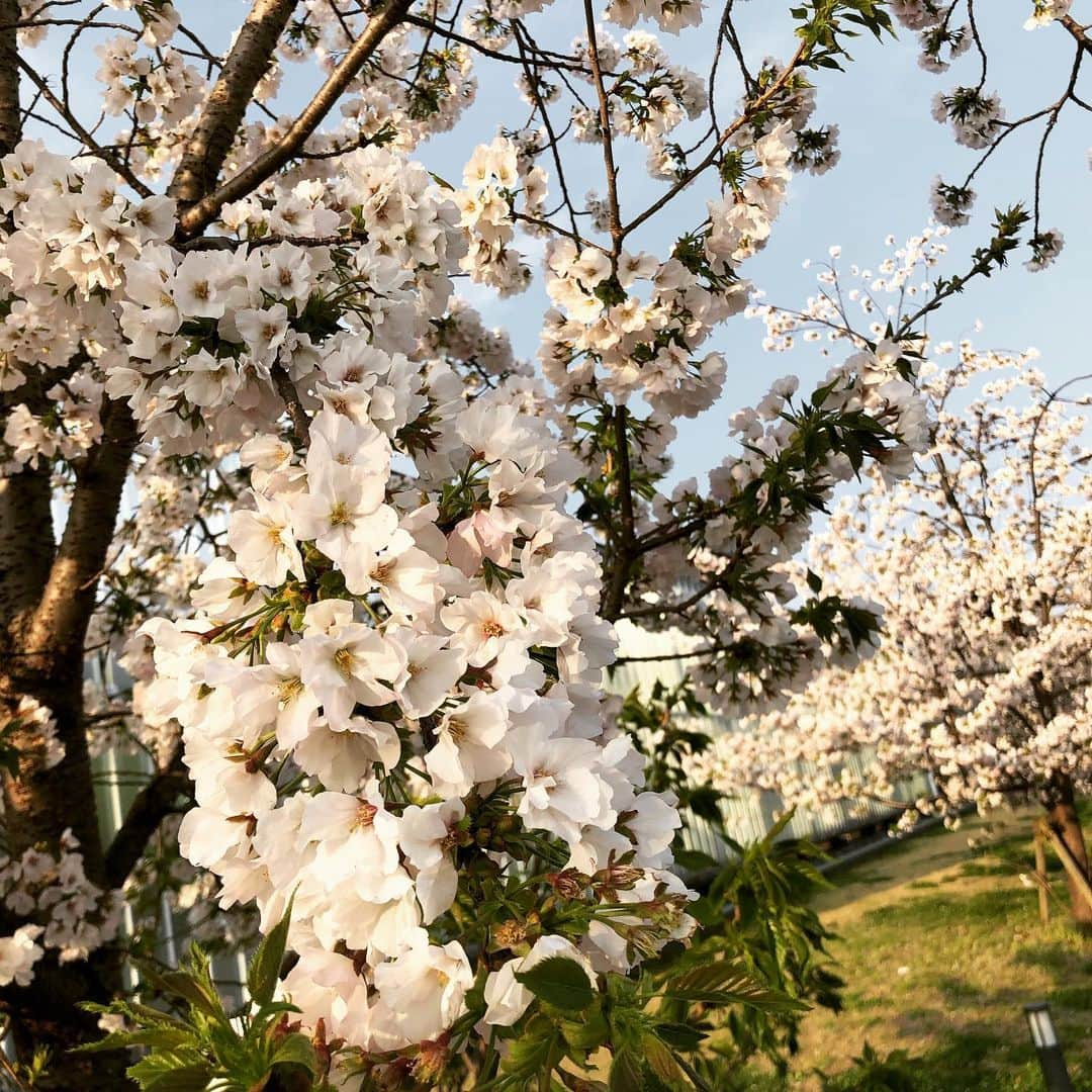 矢島里佳さんのインスタグラム写真 - (矢島里佳Instagram)「この春は、5月生まれの息子にとっては、人生初の桜🌸 家族でいろんな桜を見に行きました👶🏻✨ 気がつけばもう葉桜。新緑の季節へ向かっていますね🌱 息子が生まれてから、もうすぐ1年。  さまざまな人生の経験をさせていただいてから、息子に出逢えたおかげで、ワーキングスキルは子育てにそのまま行かせることを実感。  そして何よりも多くの方にご協力いただいて、生きると働くが豊かに成り立っているので、本当に感謝です☺️ おかげさまで、ご機嫌に過ごすことができています❣️  #子育て #子育てママ #男の子ママ #10ヶ月ベビー #生後10ヶ月 #赤ちゃんのいる暮らし #ていねいな暮らし #成長記録 #ワーキングママ #赤ちゃん  #子育て　 #赤ちゃんの五感  #桜 #ご機嫌  #ご機嫌子育て」4月14日 17時26分 - rikayajima