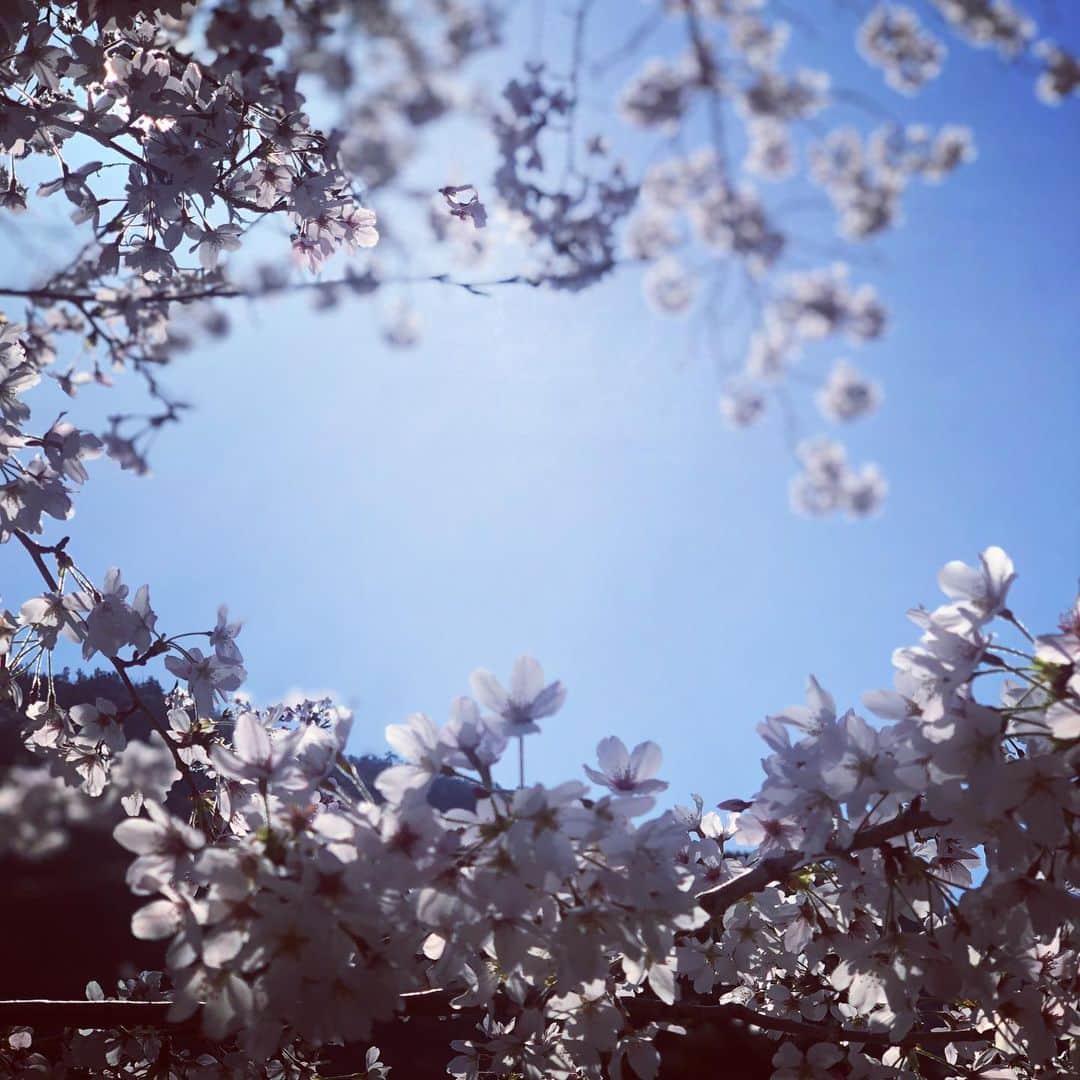 矢島里佳さんのインスタグラム写真 - (矢島里佳Instagram)「この春は、5月生まれの息子にとっては、人生初の桜🌸 家族でいろんな桜を見に行きました👶🏻✨ 気がつけばもう葉桜。新緑の季節へ向かっていますね🌱 息子が生まれてから、もうすぐ1年。  さまざまな人生の経験をさせていただいてから、息子に出逢えたおかげで、ワーキングスキルは子育てにそのまま行かせることを実感。  そして何よりも多くの方にご協力いただいて、生きると働くが豊かに成り立っているので、本当に感謝です☺️ おかげさまで、ご機嫌に過ごすことができています❣️  #子育て #子育てママ #男の子ママ #10ヶ月ベビー #生後10ヶ月 #赤ちゃんのいる暮らし #ていねいな暮らし #成長記録 #ワーキングママ #赤ちゃん  #子育て　 #赤ちゃんの五感  #桜 #ご機嫌  #ご機嫌子育て」4月14日 17時26分 - rikayajima