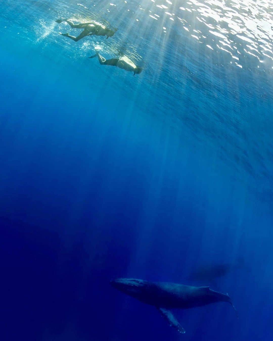 ケリー・ゲイルのインスタグラム：「Epic morning!🐋👀」