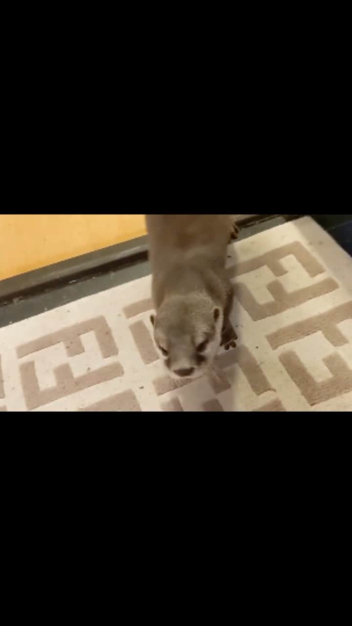 ちぃたん☆のインスタグラム：「カワウソご先祖ちゃんご飯を食べ終わったようです　 Otter gosenzo-chan after a dinner」