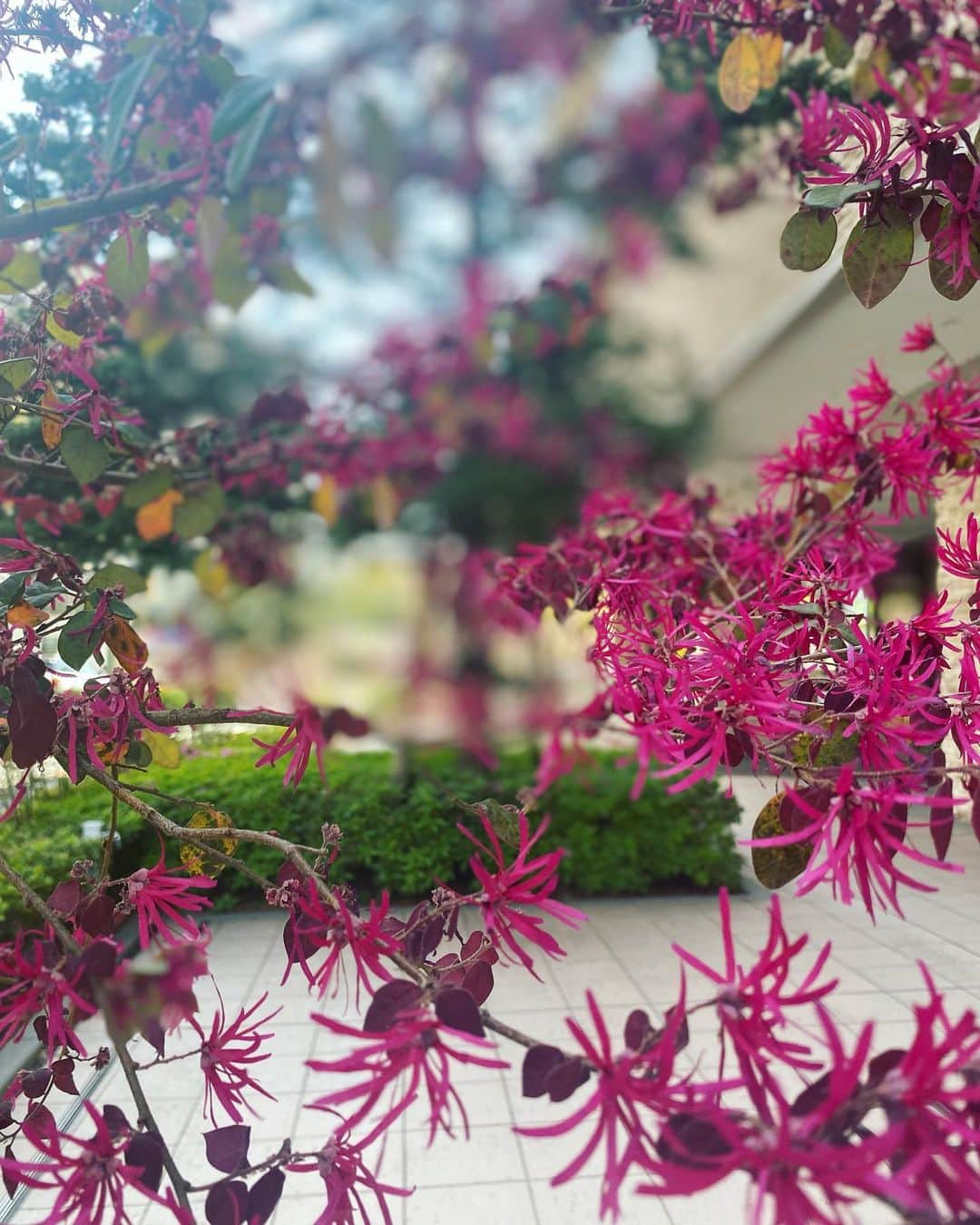 中矢邦子さんのインスタグラム写真 - (中矢邦子Instagram)「・ 季節逆戻りの寒さになりましたね🍃༄  土日は天気が回復するそうなので、 趣味の屋上庭園巡りができたらなぁ♩  週はじめに訪れた西武池袋本店の屋上が素敵でした✌︎  #屋上庭園 #ベニバナトキワマンサク」4月14日 20時10分 - kuniko_nakaya