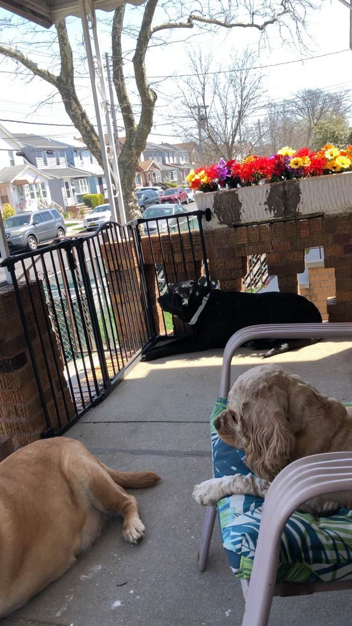 Jake And Gingerのインスタグラム：「Beautiful day to sit on the porch and enjoy the breeze 🥰」