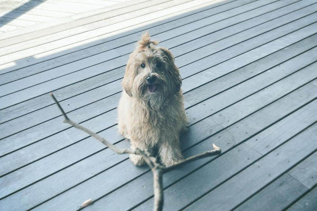 白濱亜嵐さんのインスタグラム写真 - (白濱亜嵐Instagram)「Best buddy🐶🧡」4月15日 12時30分 - alan_shirahama_official