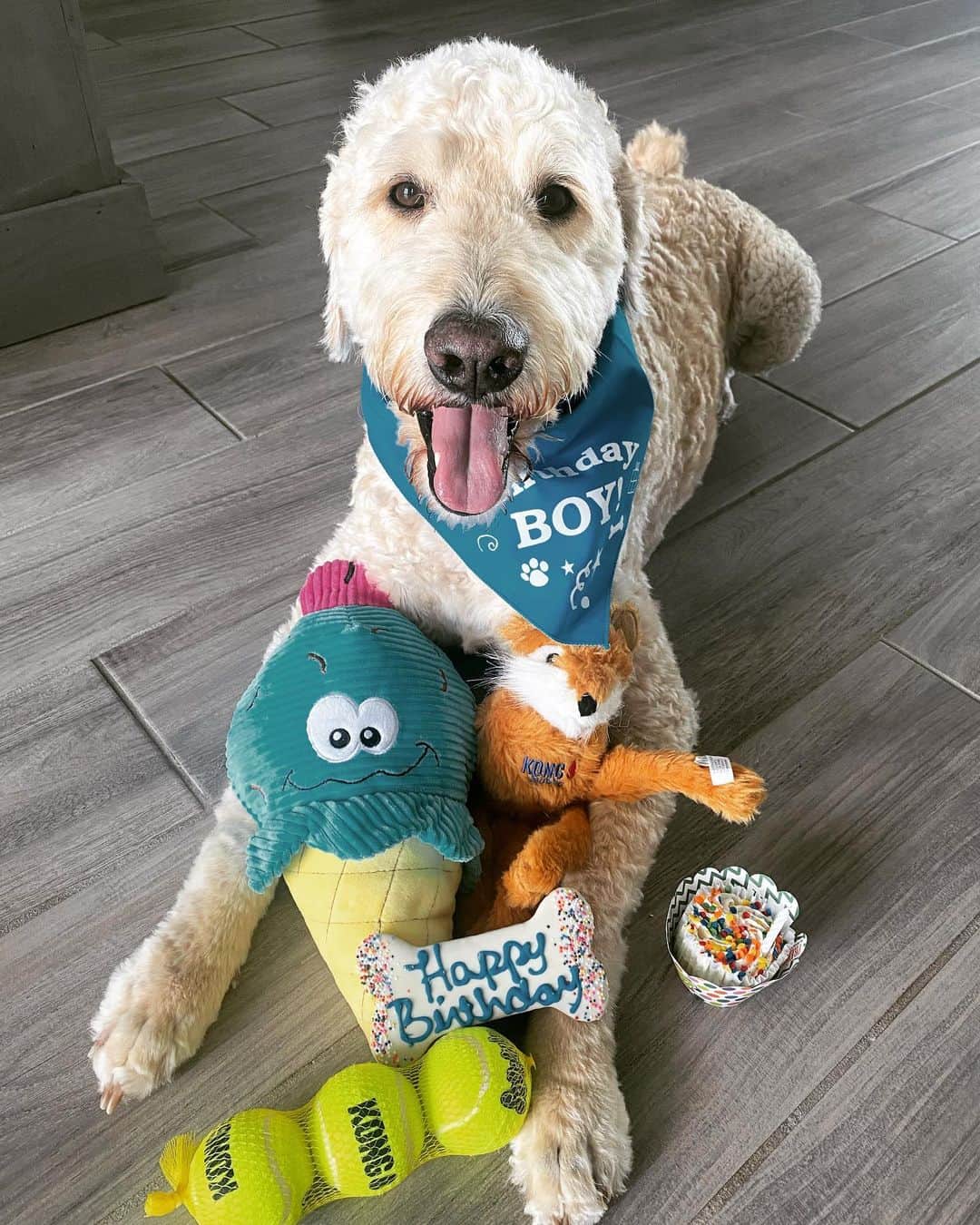キャロライン・マッソンのインスタグラム：「Happy 6th Birthday to our best buddy Ace🥳🐾  Getting spoiled today and every day💙」