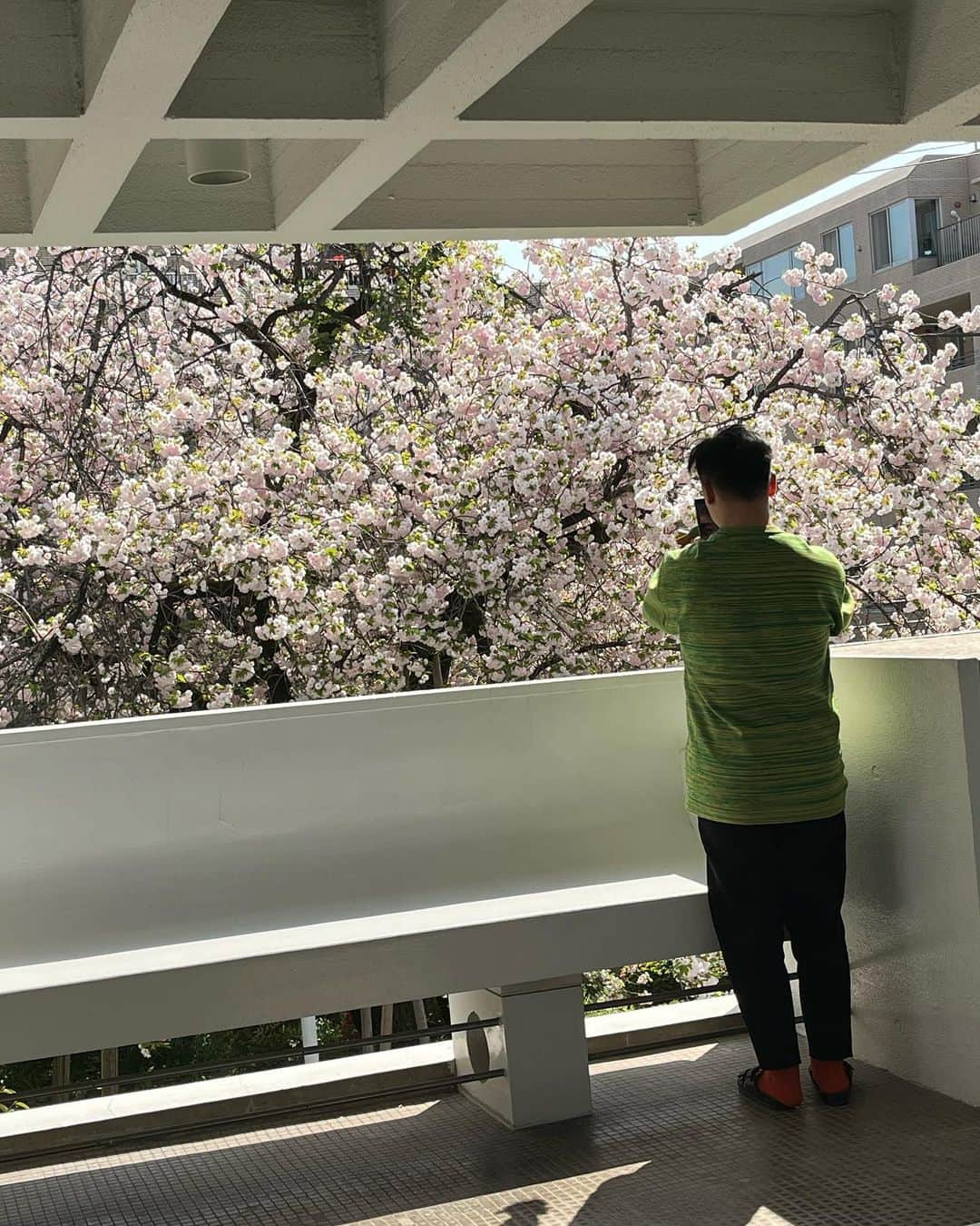 大田由香梨さんのインスタグラム写真 - (大田由香梨Instagram)「桜が咲いたことをInstagramでお知らせしたら🕊  愛する方々が、忙しい合間を縫って、素敵な重箱を抱えて遊びに来てくれました🌸  @yukiya.terai  本当に素晴らしすぎる😭 朝起きてスーパーに行って1時間半で作ったと。。。。😩👏🏻♥️  毎回「結婚してほしい」と頼んでいます(笑)  全て彩りも味のバランスも完璧で、 宝石箱のようなちらし寿司は正に 感動そのもので😭🙏🏻✨🌸  お腹にいっぱいエネルギーを頂きました🙏🏻✨ご馳走様でした🕊  みんなが写真を撮っている姿を、 後ろからボーッと見守っている時。  今が永遠のようにも感じました🌸  本当に素敵な時間だった🌸  来てくれてありがとうね🕊✨  また来年も一緒にお花見しましょうね🌸🌸  @yukiya.terai @hirooo1211 @steph_0928_ ＃Aiki  #Love」4月15日 6時46分 - otayukari