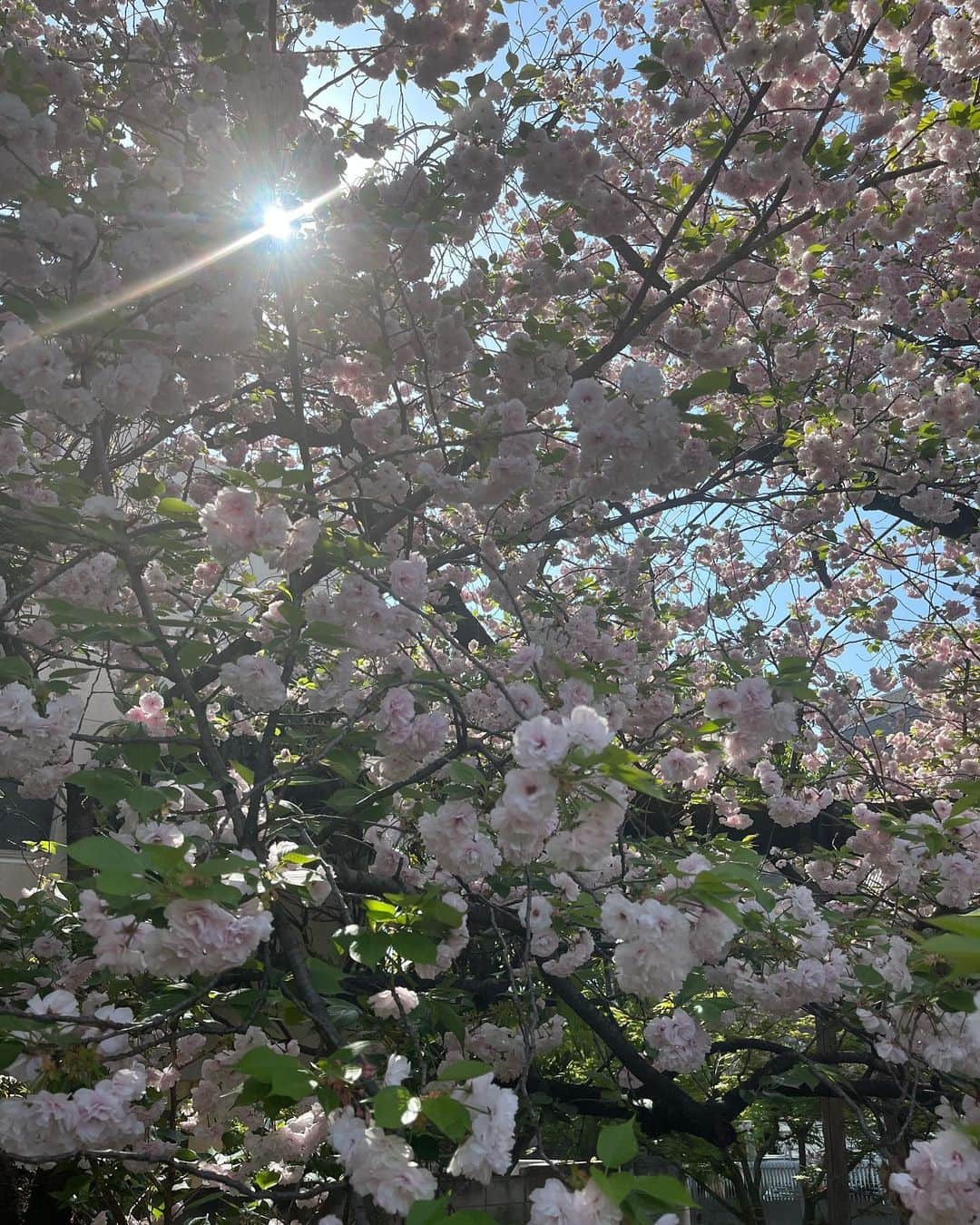 大田由香梨さんのインスタグラム写真 - (大田由香梨Instagram)「桜が咲いたことをInstagramでお知らせしたら🕊  愛する方々が、忙しい合間を縫って、素敵な重箱を抱えて遊びに来てくれました🌸  @yukiya.terai  本当に素晴らしすぎる😭 朝起きてスーパーに行って1時間半で作ったと。。。。😩👏🏻♥️  毎回「結婚してほしい」と頼んでいます(笑)  全て彩りも味のバランスも完璧で、 宝石箱のようなちらし寿司は正に 感動そのもので😭🙏🏻✨🌸  お腹にいっぱいエネルギーを頂きました🙏🏻✨ご馳走様でした🕊  みんなが写真を撮っている姿を、 後ろからボーッと見守っている時。  今が永遠のようにも感じました🌸  本当に素敵な時間だった🌸  来てくれてありがとうね🕊✨  また来年も一緒にお花見しましょうね🌸🌸  @yukiya.terai @hirooo1211 @steph_0928_ ＃Aiki  #Love」4月15日 6時46分 - otayukari
