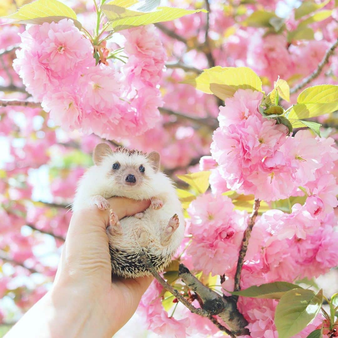 あずきさんのインスタグラム写真 - (あずきInstagram)「The cherry blossoms are in full bloom. Uiro and I enjoyed viewing the cherry blossoms.🌸🌸🌸 浮間公園では綺麗な八重桜が満開でした！ . #浮間公園 #浮間舟渡 #八重桜 #お花見 #cherryblossoms  #はりねずみ #ハリネズミ #hedgehog #pygmyhedgehog #lovelypet #cuteanimals #はりねずみのもなか #hedgie #Hérisson #igel#riccio #Erizo #고슴도치 #刺猬 #hedgehogazuki  #hedgehogsofinstagram #animaladdicts #cuddles #meowed #petscorner  #cutepetclub #cozy」4月15日 7時41分 - hedgehog_azuki