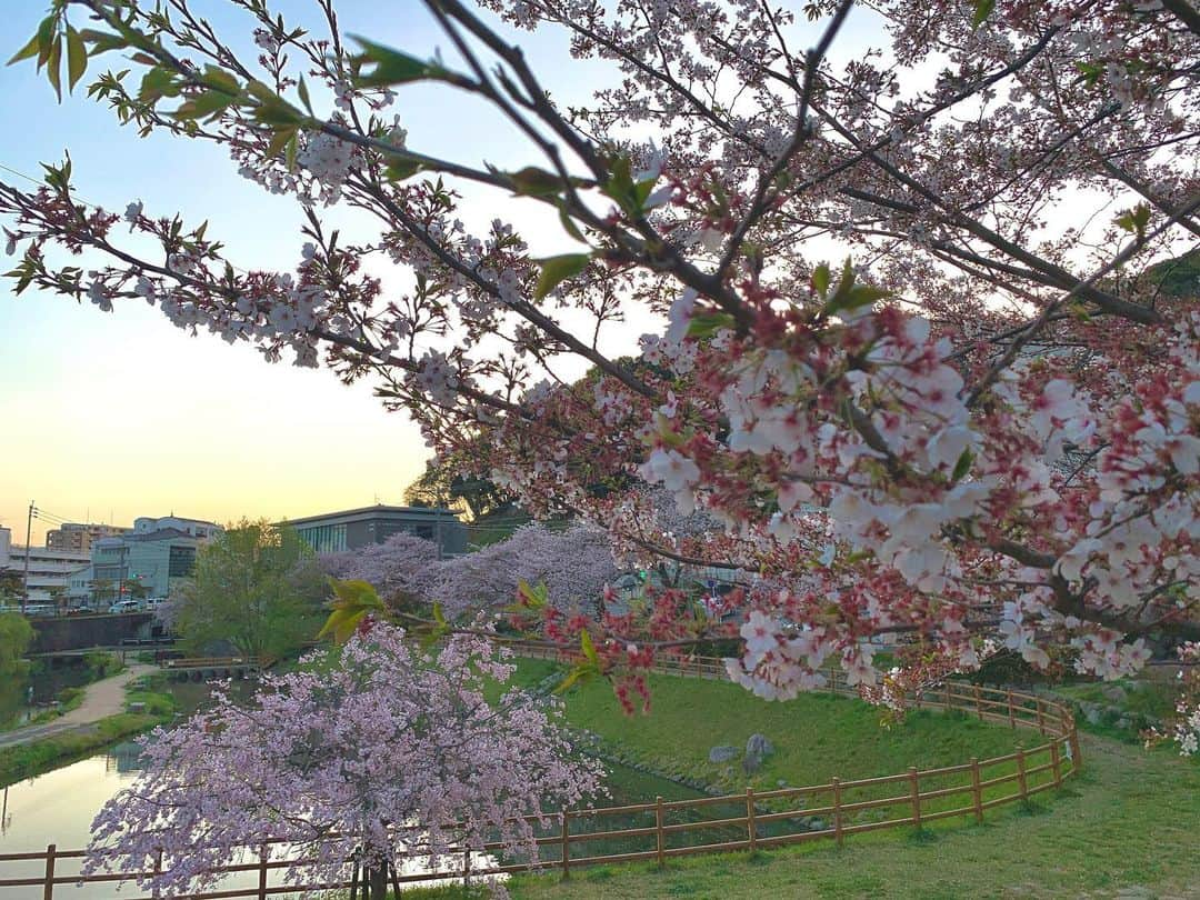 上杉あずささんのインスタグラム写真 - (上杉あずさInstagram)「. 桜が咲いた、もう満開だ、そろそろお花見したいな、、、そんなことを言っていたら、気付けば葉桜仕様になって、気付けばほぼ葉になっていた。そんな春🌸🍃  時の流れが早すぎて、慌ただしい春。せっかちな私だけど、ちょっとゆっくり季節の移ろいを感じたいと思ってしまった😌🌷  一瞬一秒大切に。  今日も頑張りましょう🥰  #葉桜 #桜 #お花見 #お花見しそびれた #花は散った後が勝負 #好きな公園 #ランニングコース #cherryblossom #cherryblossomafterwinter #spring #springhascome #summerhasarrived #ha #hahaha」4月15日 7時48分 - azumacks