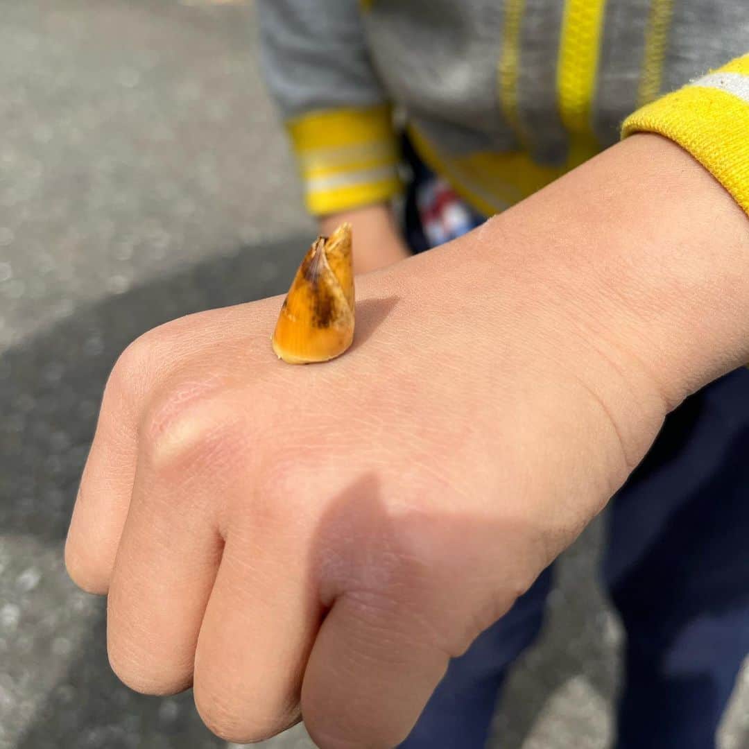 馬場典子さんのインスタグラム写真 - (馬場典子Instagram)「たけのこ掘りで発見した 竹の子の子⁉️  お菓子の#たけのこの里 より小さかったです  #馬場典子 #ばばちゃんネル」4月15日 8時12分 - baba_channel