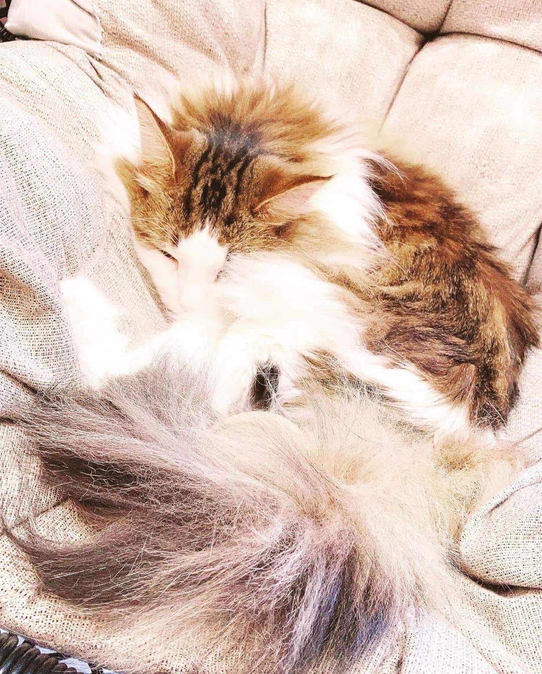 ハマカワフミエのインスタグラム：「人生初の猫カフェ。 夢のようだった！！！ 撫でさせてくれて、ありがとう。。。  #にゃんすたぐらむ ↑にゃんすたぐらむって一回言ってみたかった。」