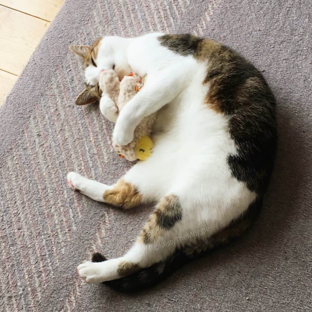 Misty The Moggieのインスタグラム：「Little spoilt kitty. She got a new toy for going to the vets for her boosters #cat #spoiltcat #cattoy #newtoy #petcats」