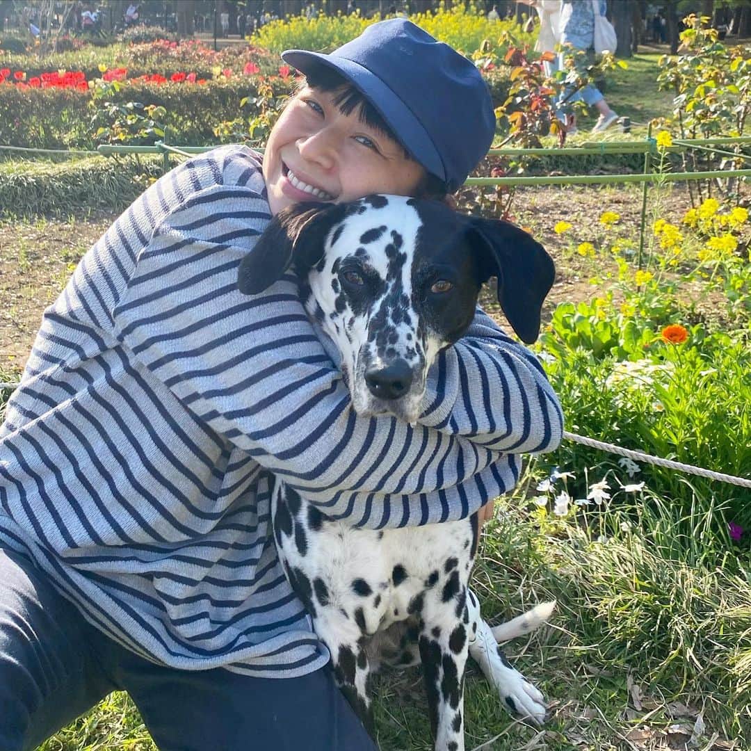 YOPPYのインスタグラム：「. ほんの少ししか　一緒にいれてないのに もぅ おばあちゃん犬になった  やったらダメ！ と言われて言うことしゃーなしに聞いてきた事も　全部止めることにした と 毎日唱える様に　行動で　示してくださる  全部の工程は 本当の輝きの最中で 今が1番美しく見えてる  たるんできた喉あたりなんて 他の何かを頑張ってもつくれやしない  とても柔らかくって しなやかだ  ペット　なのかなんなのか ペットって軽い響きが　たまに嫌になる 子供が産まれても　やっぱり　1番初めの子供は　私は犬でした  #犬人間」