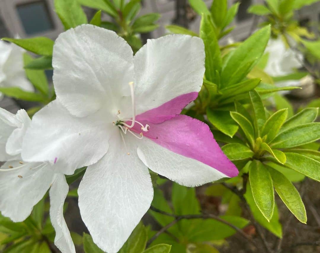 島津咲苗さんのインスタグラム写真 - (島津咲苗Instagram)「最近、 わっ！可愛い！と思って 思わず撮ってしまった花たち🌼  誰が手を加えた訳でもないのに こんなにも素敵なの色の組み合わせ 自然は偉大ですね〜。」4月15日 15時24分 - sanae_shimazu